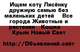 Ищем коту Лисёнку дружную семью без маленьких детей  - Все города Животные и растения » Кошки   . Крым,Новый Свет